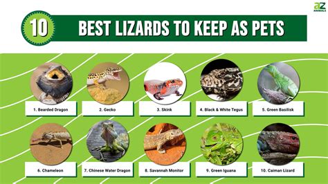 reptoids online|Best Reptile Pets .